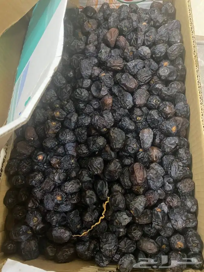 عجوه فاخرره حبه كبيره 24