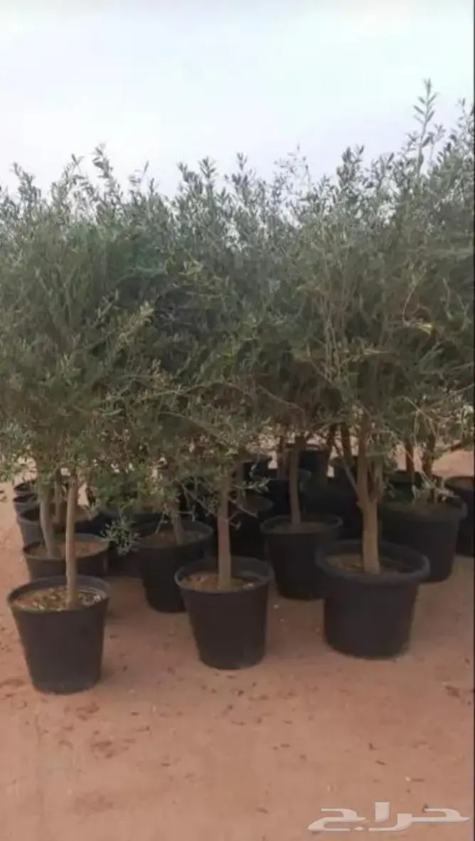 إزالة النخيل والأشجار غير المرغوب فيها 5