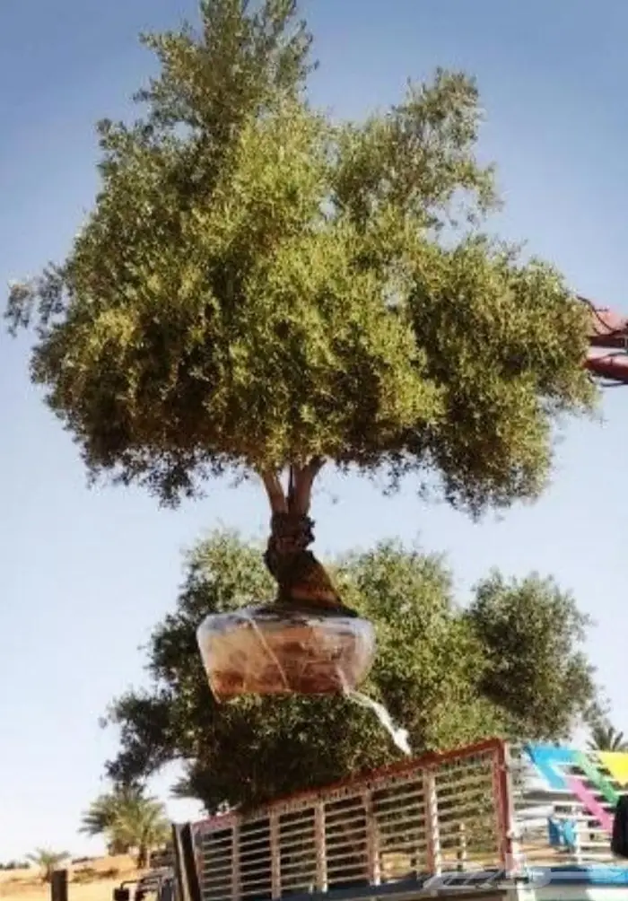 إزالة النخيل والأشجار غير المرغوب فيها 2