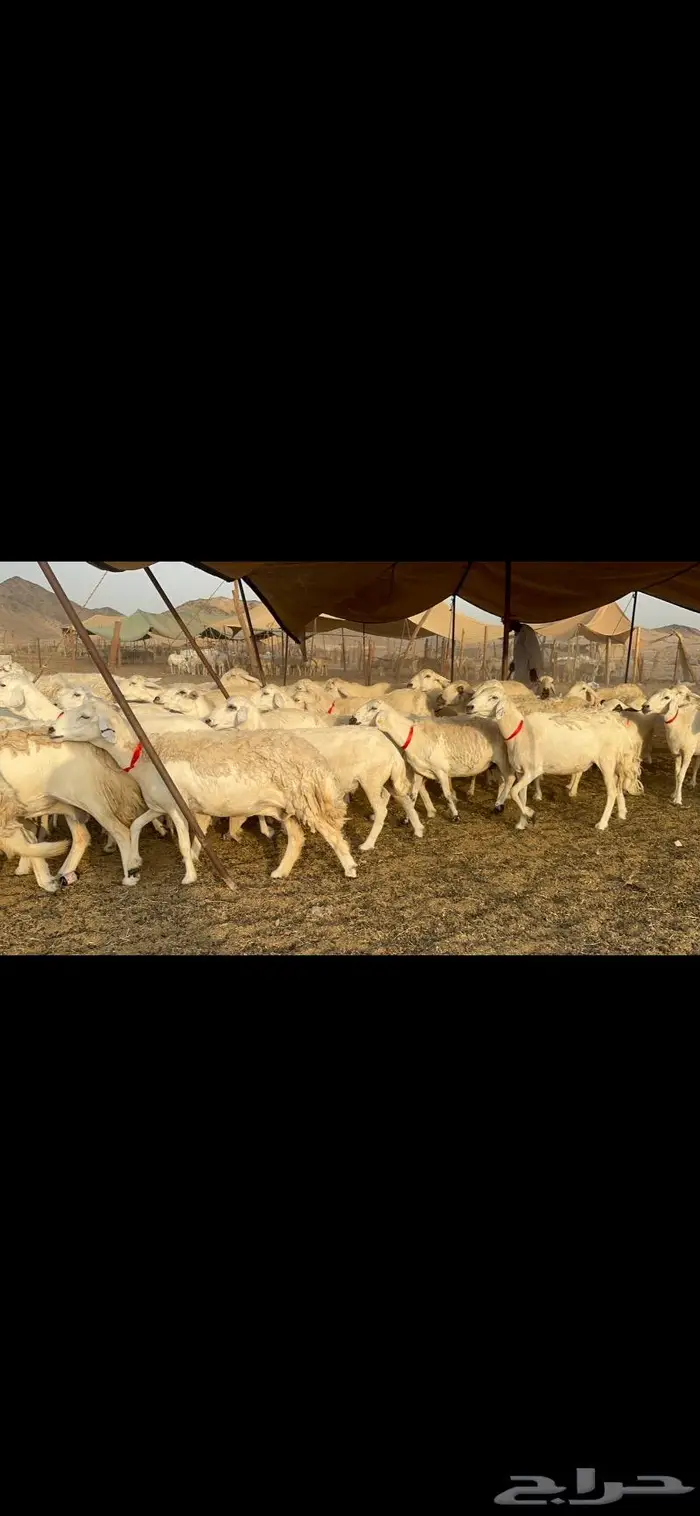 غنم حرش صنف 0