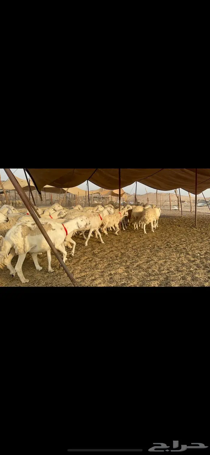 غنم حرش صنف 1