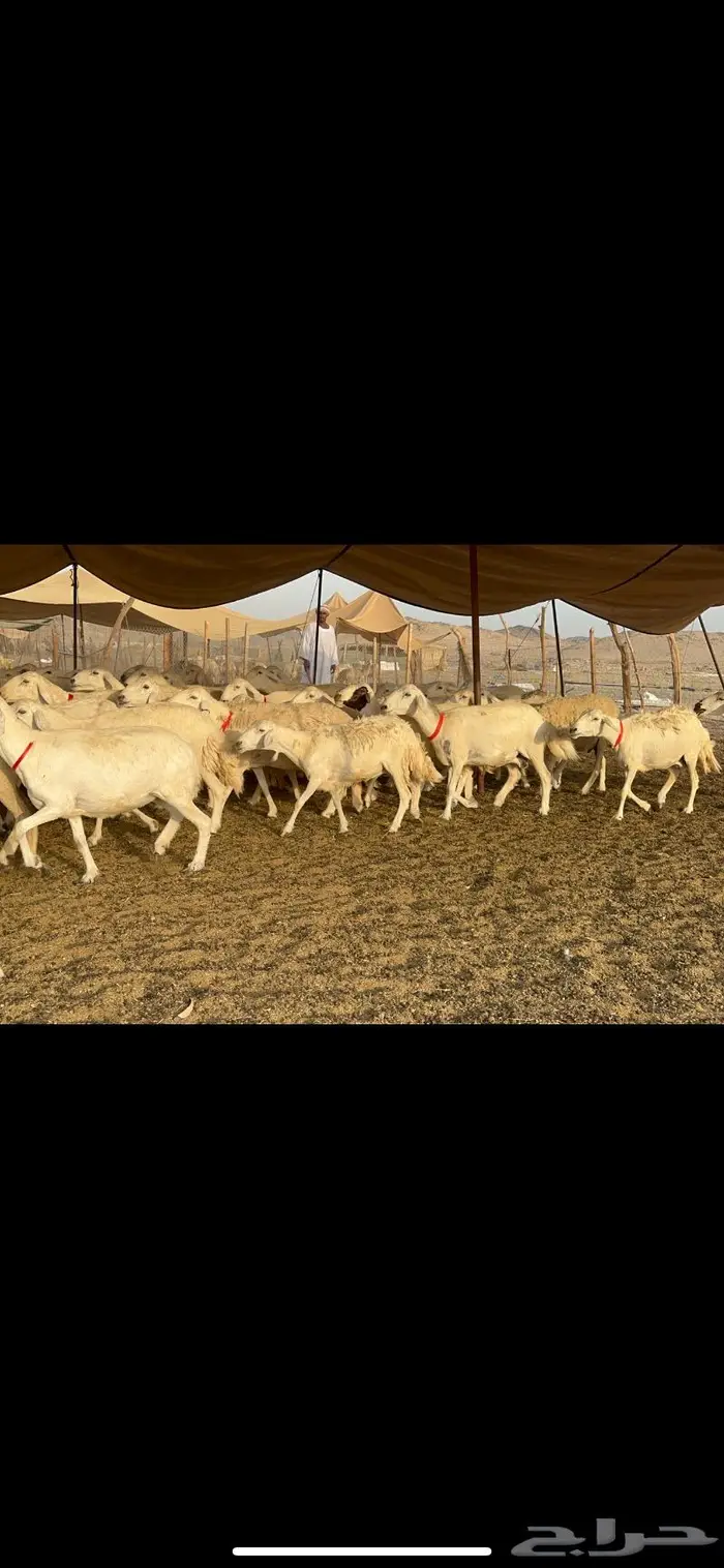غنم حرش صنف 2