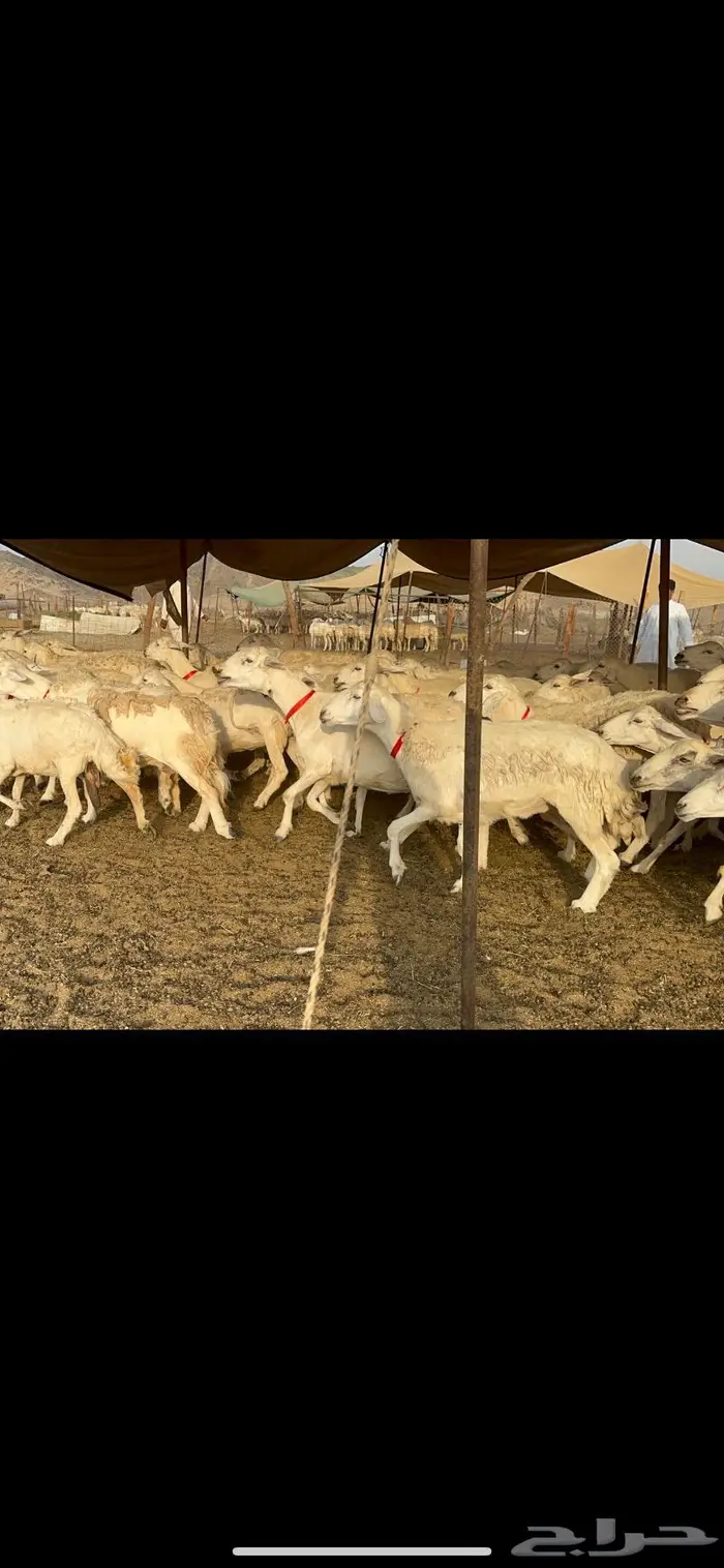 غنم حرش صنف 3