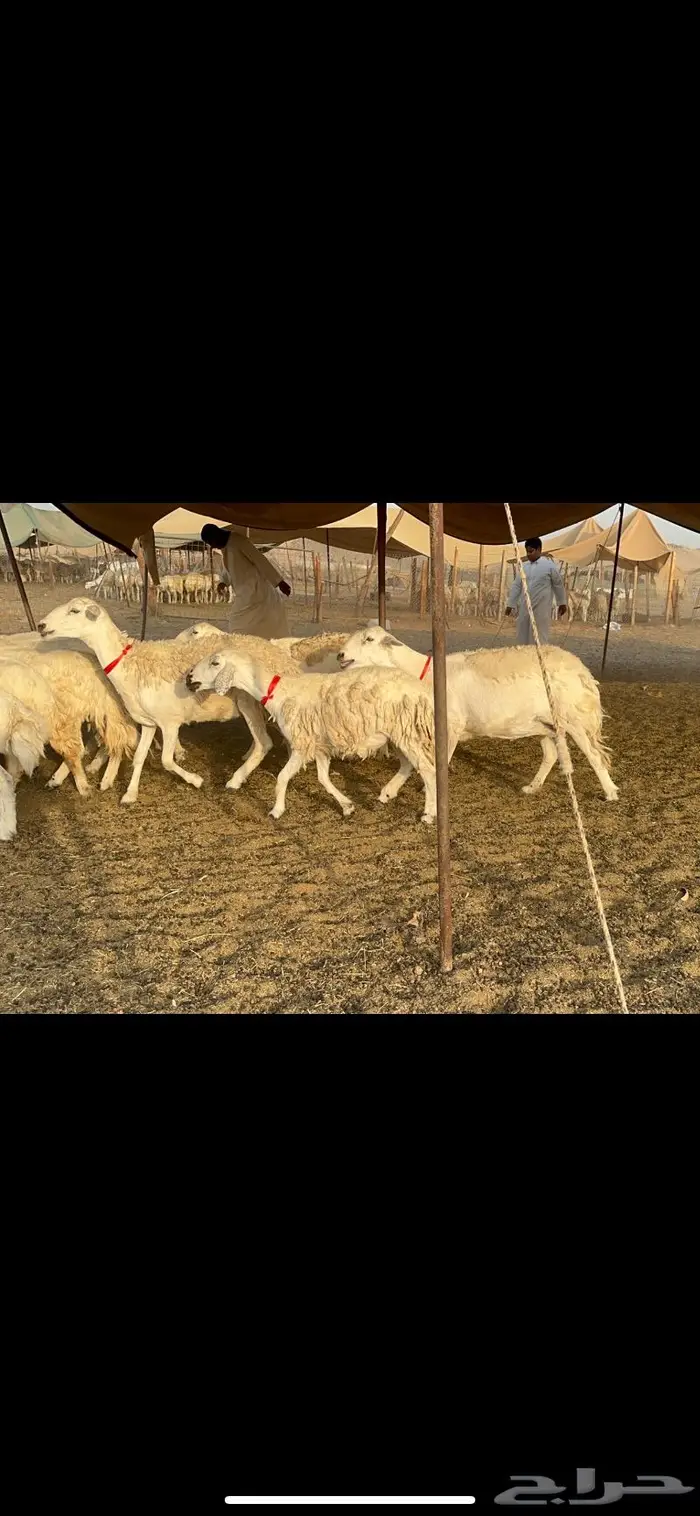 غنم حرش صنف 4