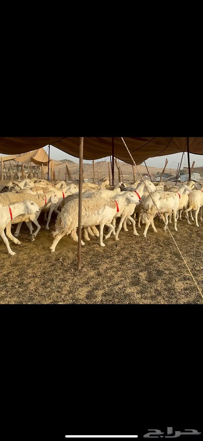غنم حرش صنف 5