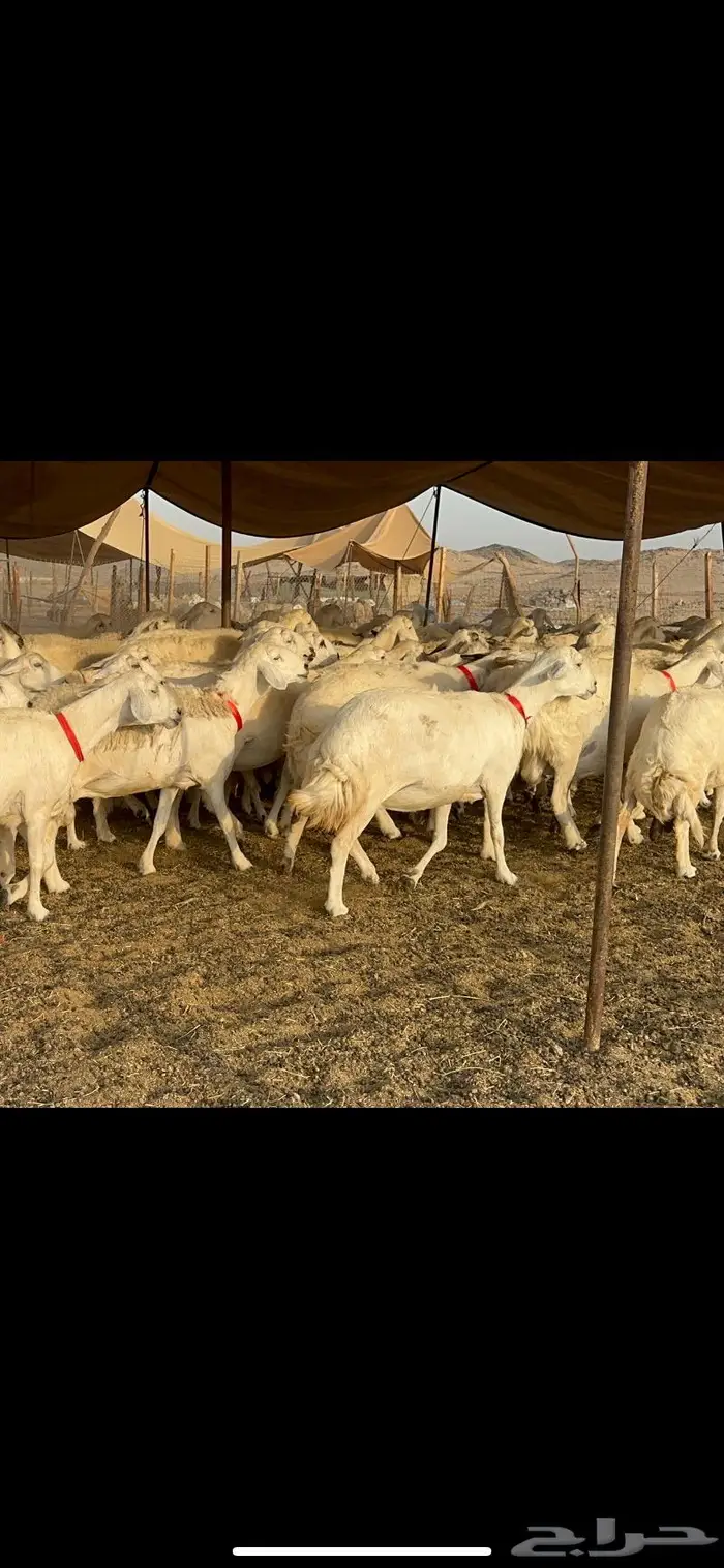 غنم حرش صنف 6