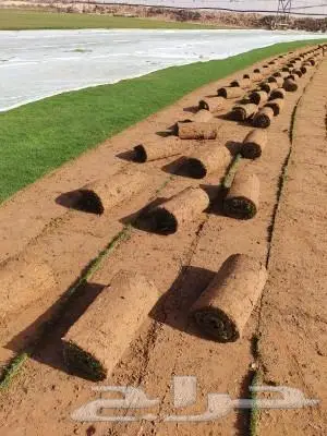 ثيل طبيعي وتنسيق حدائق 0