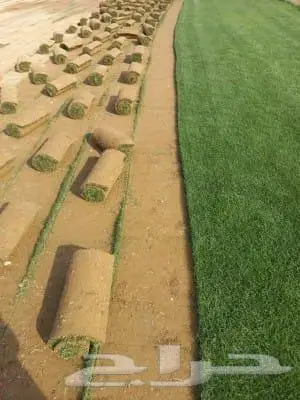 ثيل طبيعي وتنسيق حدائق 3