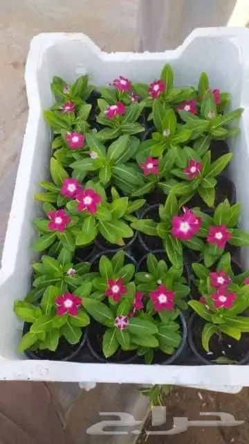 ثيل طبيعي وتنسيق حدائق 9