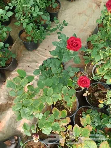 ثيل طبيعي وتنسيق حدائق 10