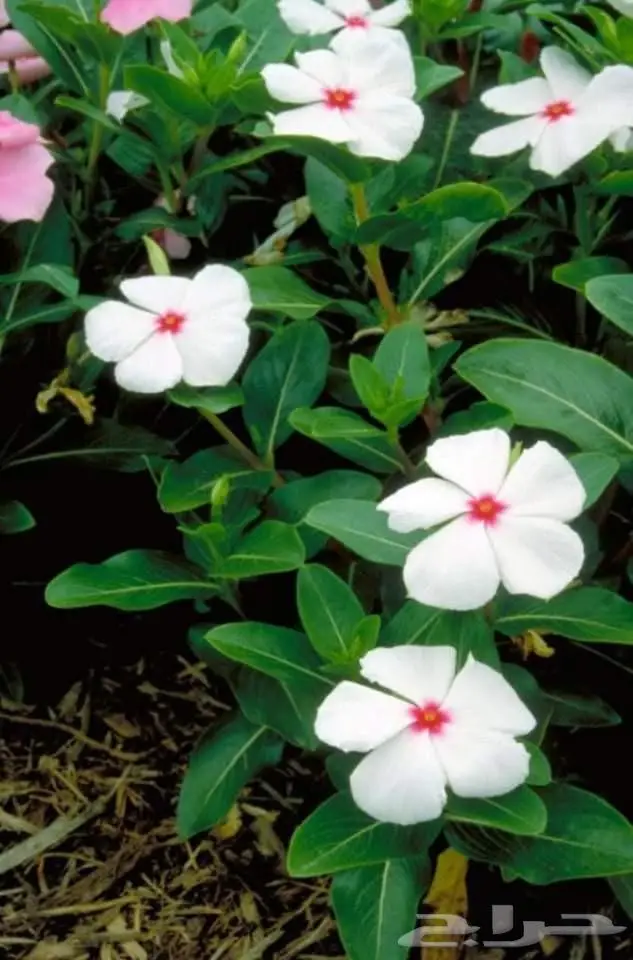 ثيل طبيعي وتنسيق حدائق 14