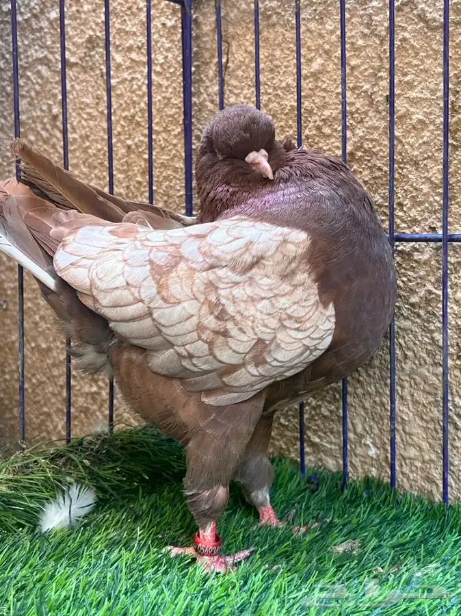 (تم البيع ) جوز كنق 2