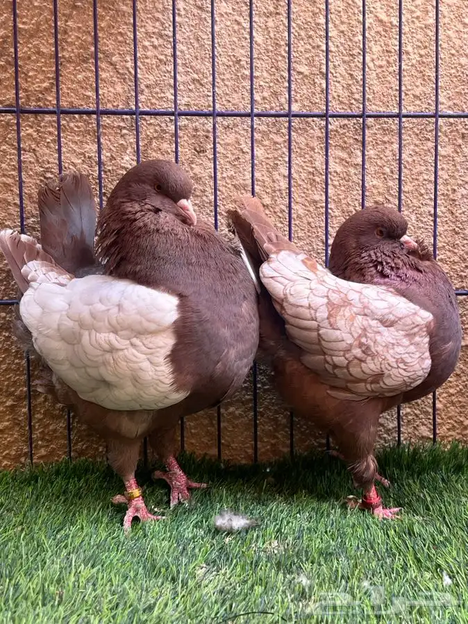 (تم البيع ) جوز كنق 1