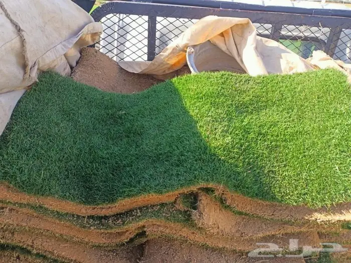 ثيل طبيعي وتنسيق حدائق 13