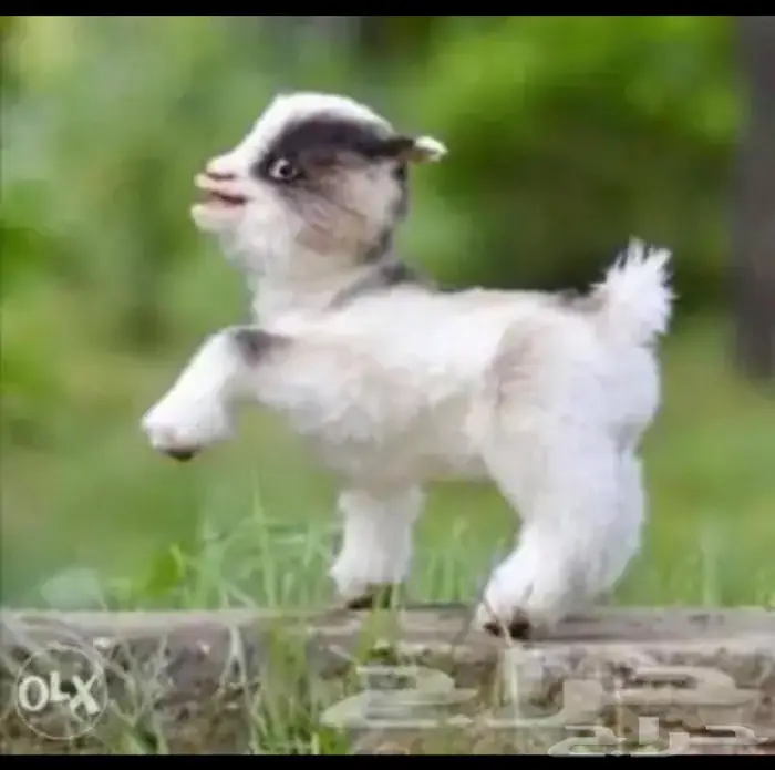 ماعز قزم صديق الطفل الماعز القزم 4