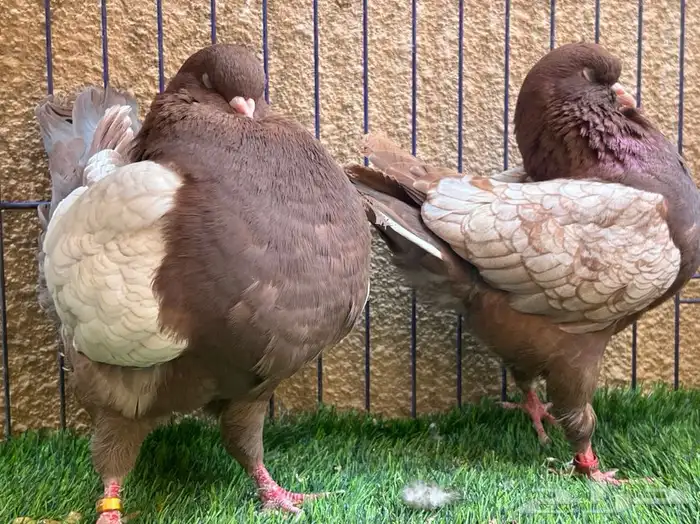 (تم البيع ) جوز كنق 3