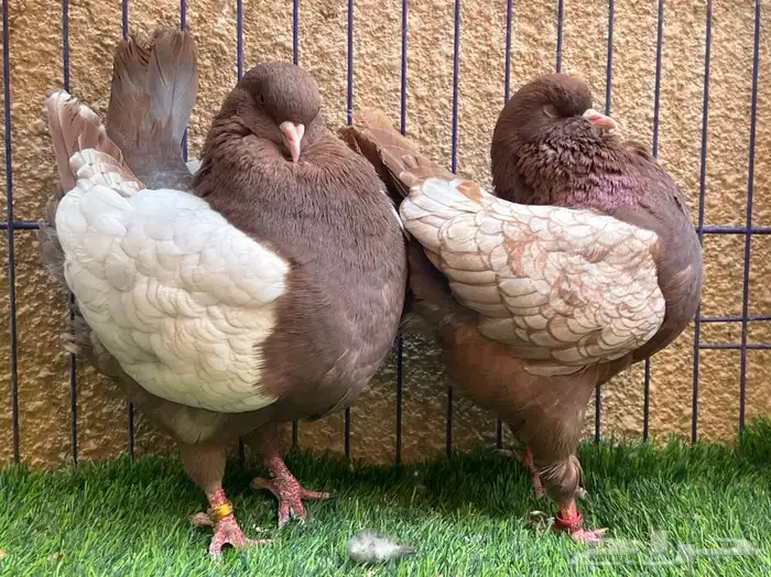 (تم البيع ) جوز كنق 0