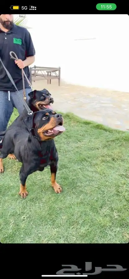 فندقه وتدريب للكلاب 5