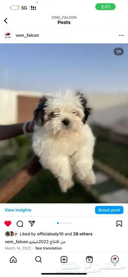 فندقه وتدريب للكلاب 2