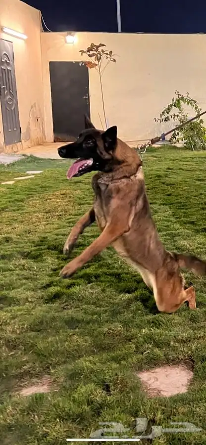 فندقه وتدريب للكلاب 4