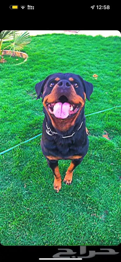 فندقه وتدريب للكلاب 9