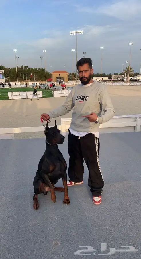 فندقه وتدريب للكلاب 6