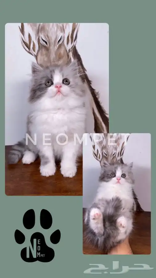 قطط اقساط كيتن قطه بسه سكوتش فولد هملايا بيكي شيرازي انثى قط 5