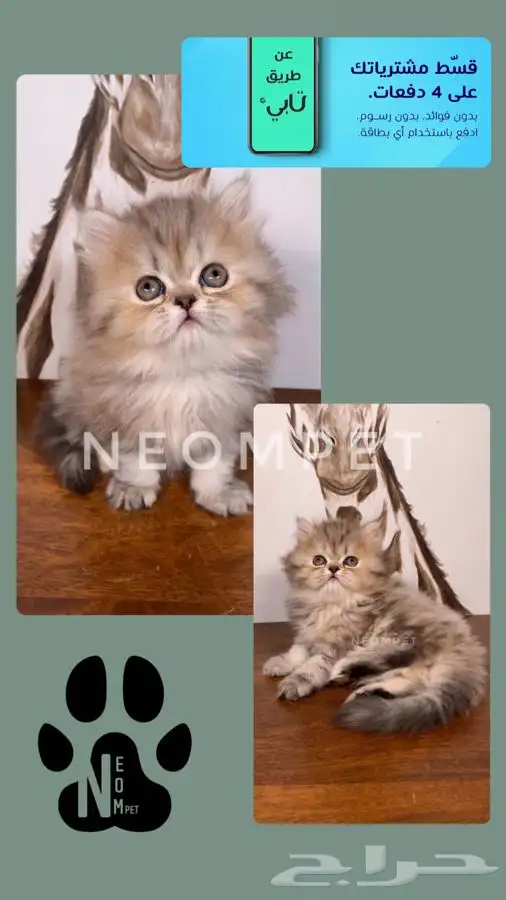 قطط اقساط كيتن قطه بسه سكوتش فولد هملايا بيكي شيرازي انثى قط 1