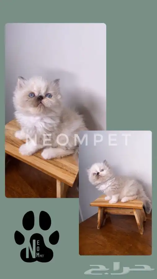 قطط اقساط كيتن قطه بسه سكوتش فولد هملايا بيكي شيرازي انثى قط 2