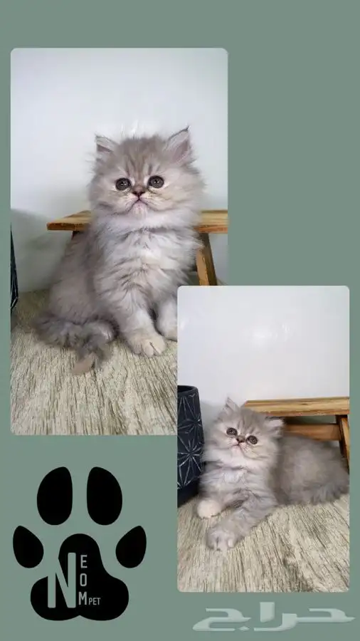 قطط اقساط كيتن قطه بسه سكوتش فولد هملايا بيكي شيرازي انثى قط 9