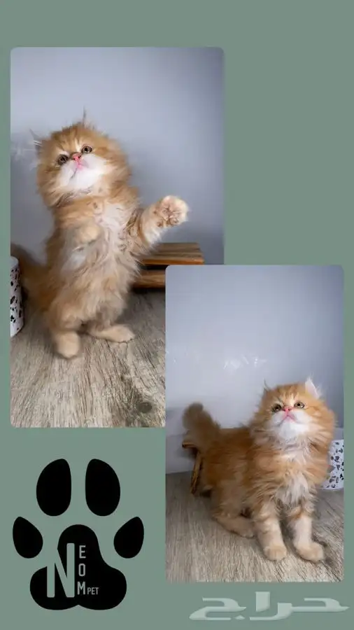 قطط اقساط كيتن قطه بسه سكوتش فولد هملايا بيكي شيرازي انثى قط 8