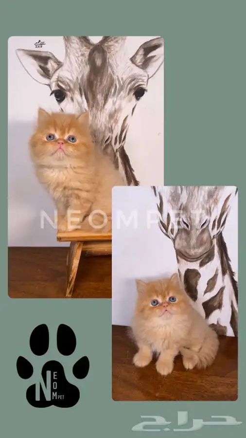 قطط اقساط كيتن قطه بسه سكوتش فولد هملايا بيكي شيرازي انثى قط 3