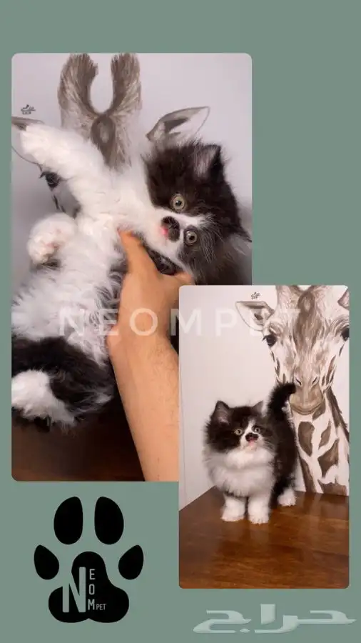 قطط اقساط كيتن قطه بسه سكوتش فولد هملايا بيكي شيرازي انثى قط 6