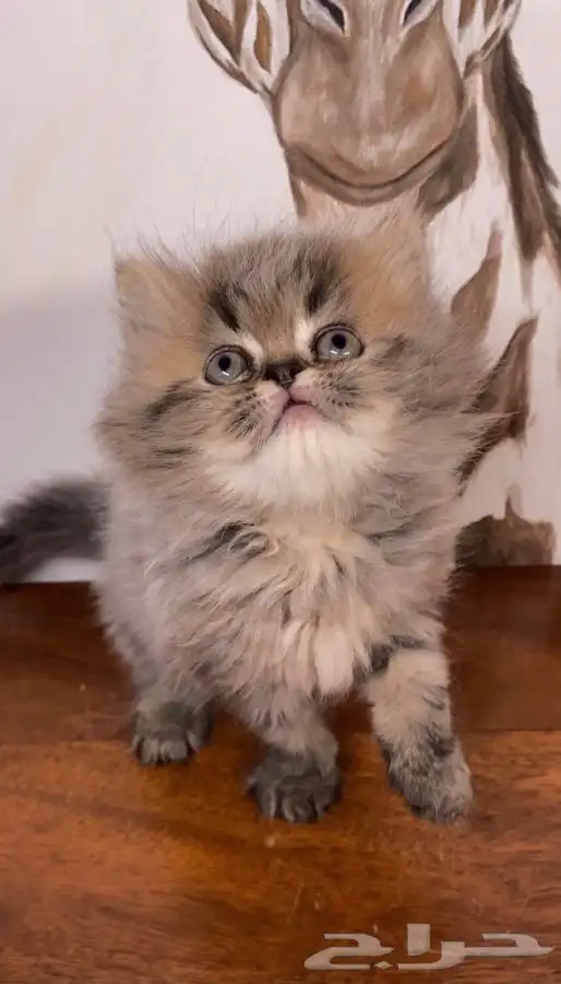 قطط اقساط كيتن قطه بسه سكوتش فولد هملايا بيكي شيرازي انثى قط 0