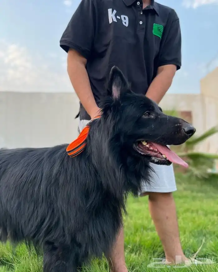 فندقه وتدريب للكلاب 8