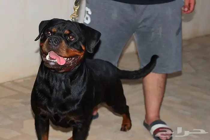 فندقه وتدريب للكلاب 1