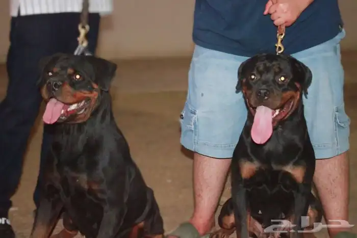 فندقه وتدريب للكلاب 0