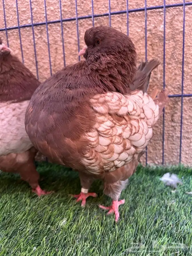 ( تم البيع ) جوز كنق ارجنت 1