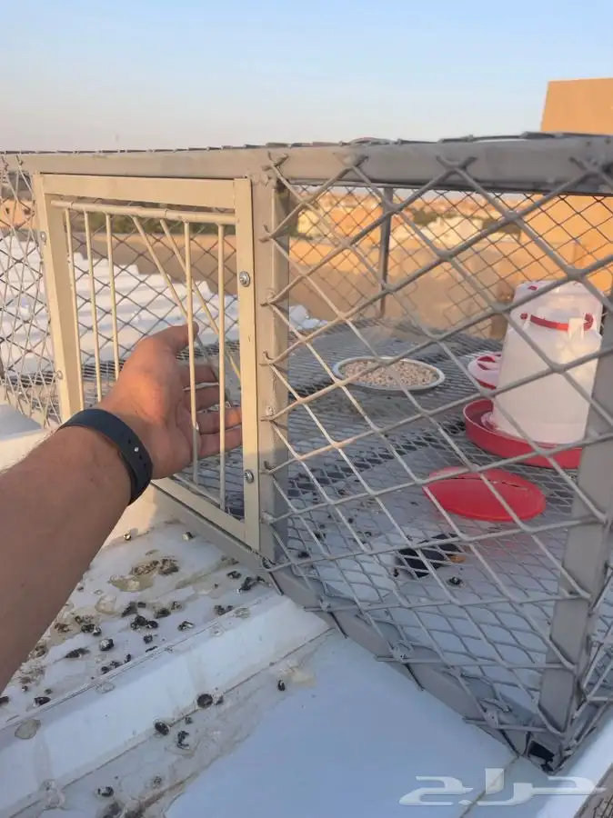 فخ و مصيدة حمام و طيور 8