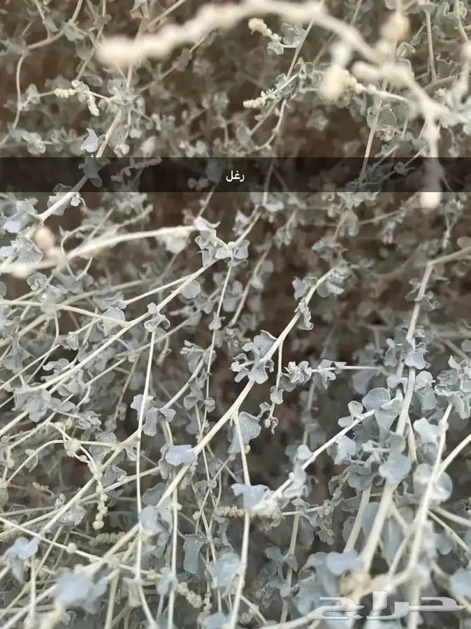 بذور رغل. نبات رعوي متحمل للملوحه وقلة الماء 1