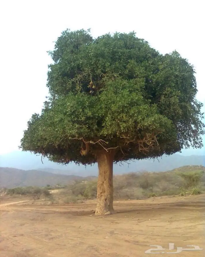 شتلات الضبر او المصع 6