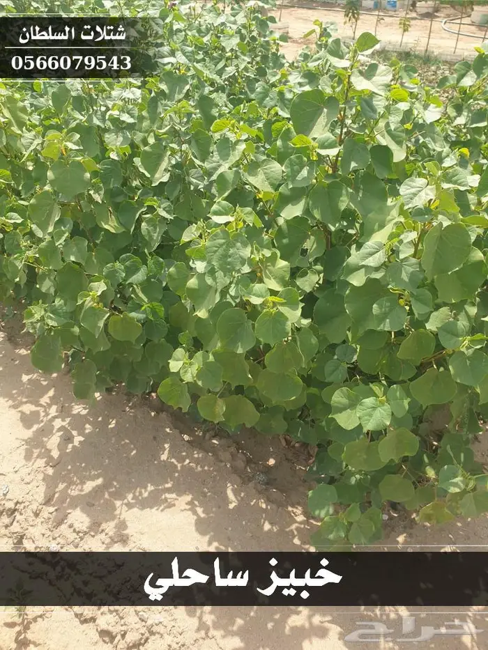 باسعار معقولة شتلات زراعيه تبدا ب1.50 ريال 29