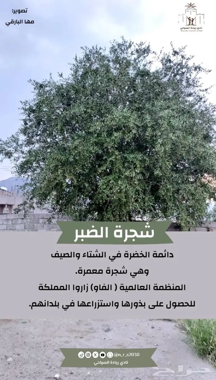 شتلات الضبر او المصع 7