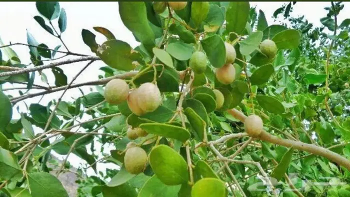 شتلات الضبر او المصع 2