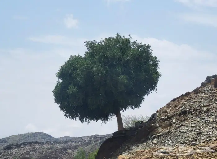 شتلات الضبر او المصع 1