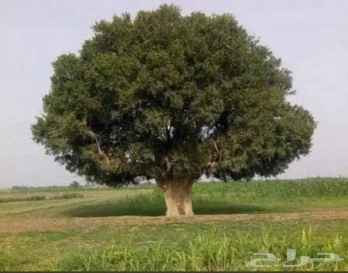 شتلات الضبر او المصع 0