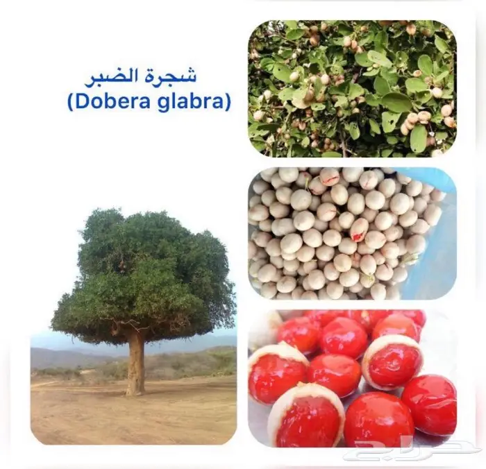 شتلات الضبر او المصع 4