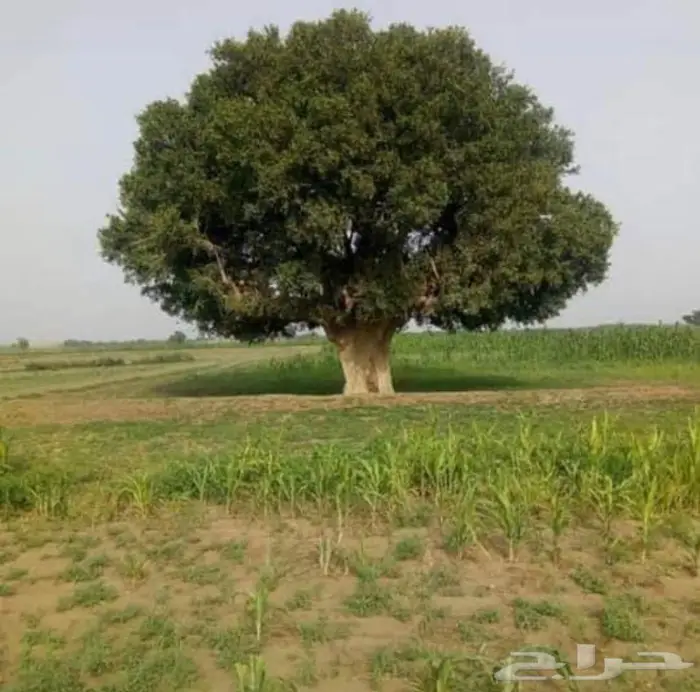 شتلات الضبر او المصع 3