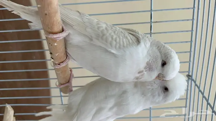 طيور حب انجليزي ومكس انجليزي 0