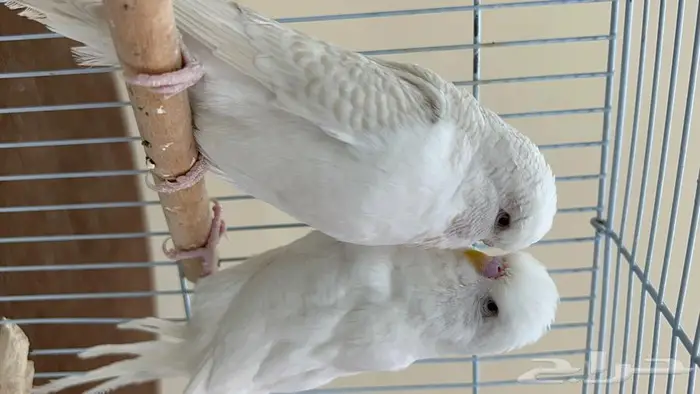 طيور حب انجليزي ومكس انجليزي 7